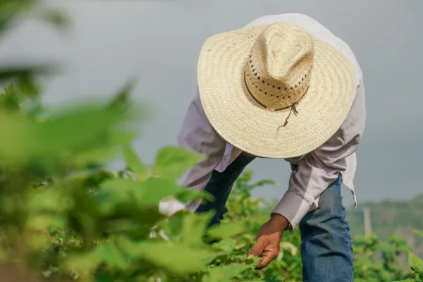 Farmworker