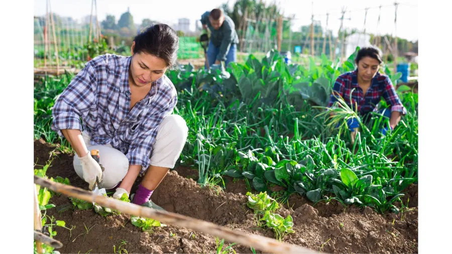 farmworkers