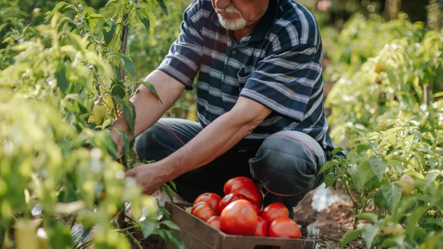 Farmworkers