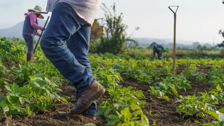 Farmworkers