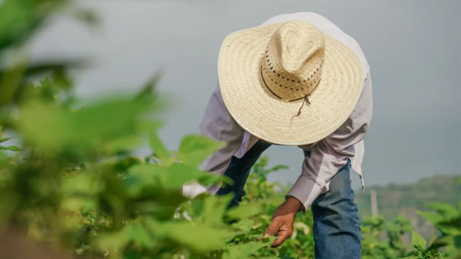 Farmworker