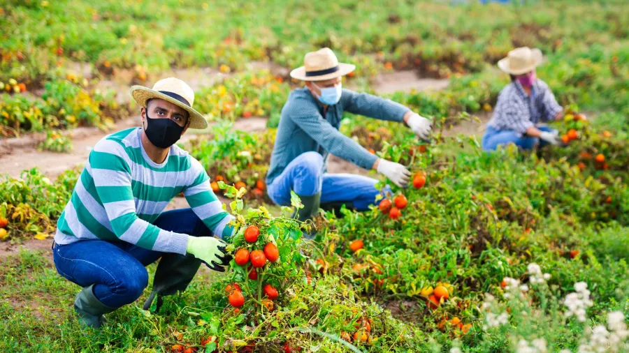 farmworkers