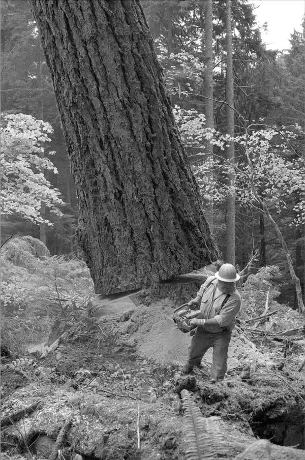 Old growth monster